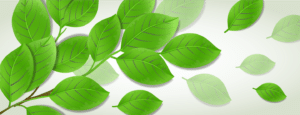 illustration of a branch of leaves